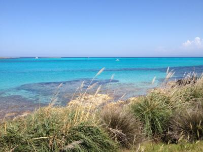 Spiaggia con mare turchese e cielo sereno, vegetazione in primo piano.