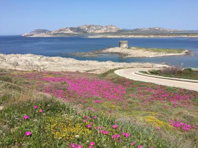 Panorama costiero con fiori colorati, torre antica e mare azzurro.