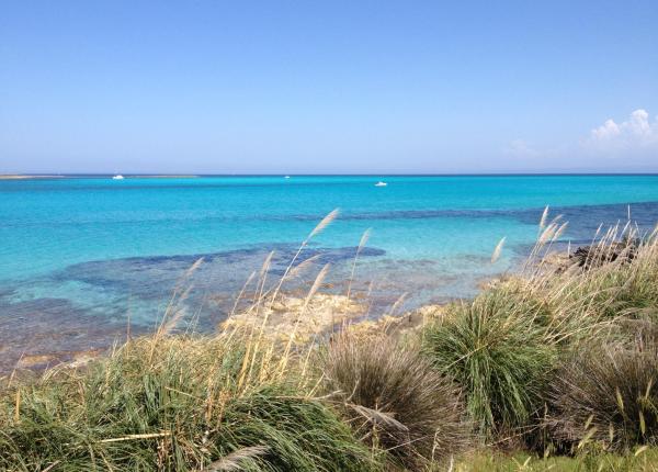 Spiaggia con mare turchese e cielo sereno, vegetazione in primo piano.
