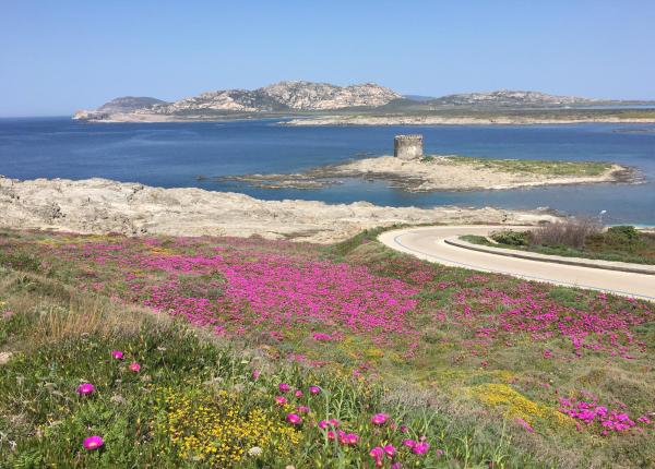 Panorama costiero con fiori colorati, torre antica e mare azzurro.