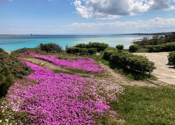 hotelcalarosa de sonderangebot-fruehsommer-auf-sardinien 019